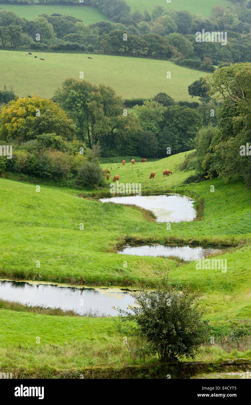 Vista dei piccoli laghetti e terreni di pascolo in rural devon Foto Stock