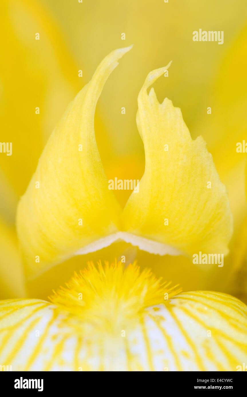 Close-up di giallo Iris barbuto Foto Stock