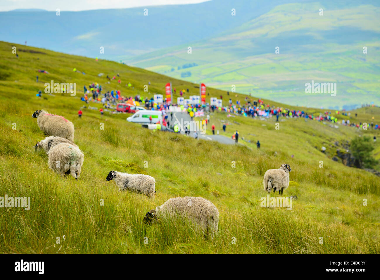 Le pecore e gli spettatori in attesa dell arrivo del 2014 Tour de France prima tappa su Buttertubs Pass North Yorkshire Foto Stock