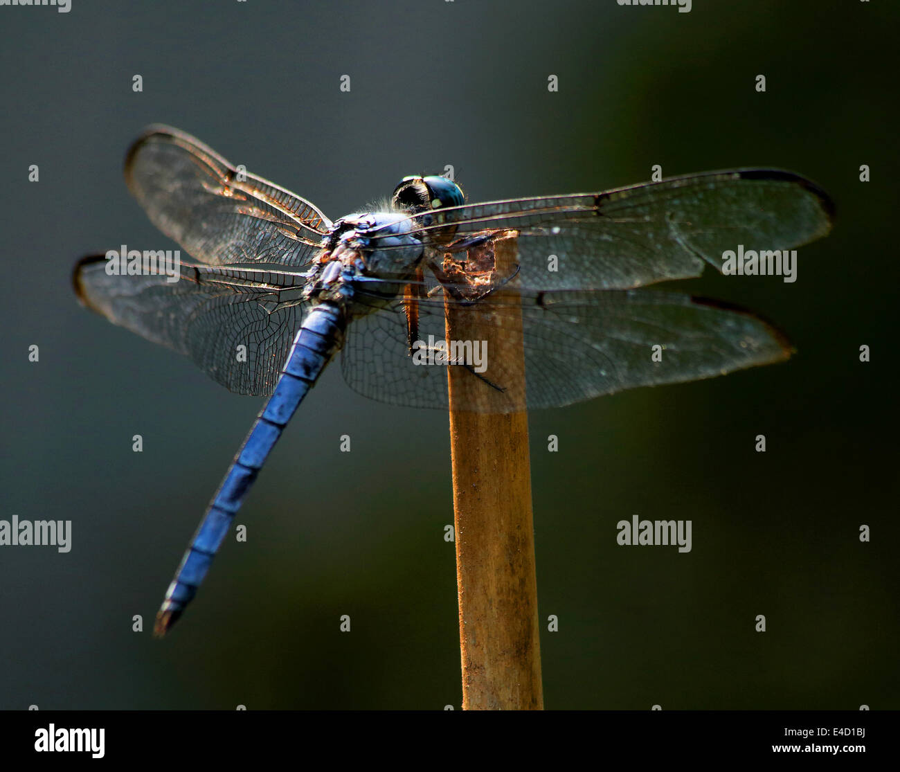 Dragonfly in Carolina del Sud Foto Stock