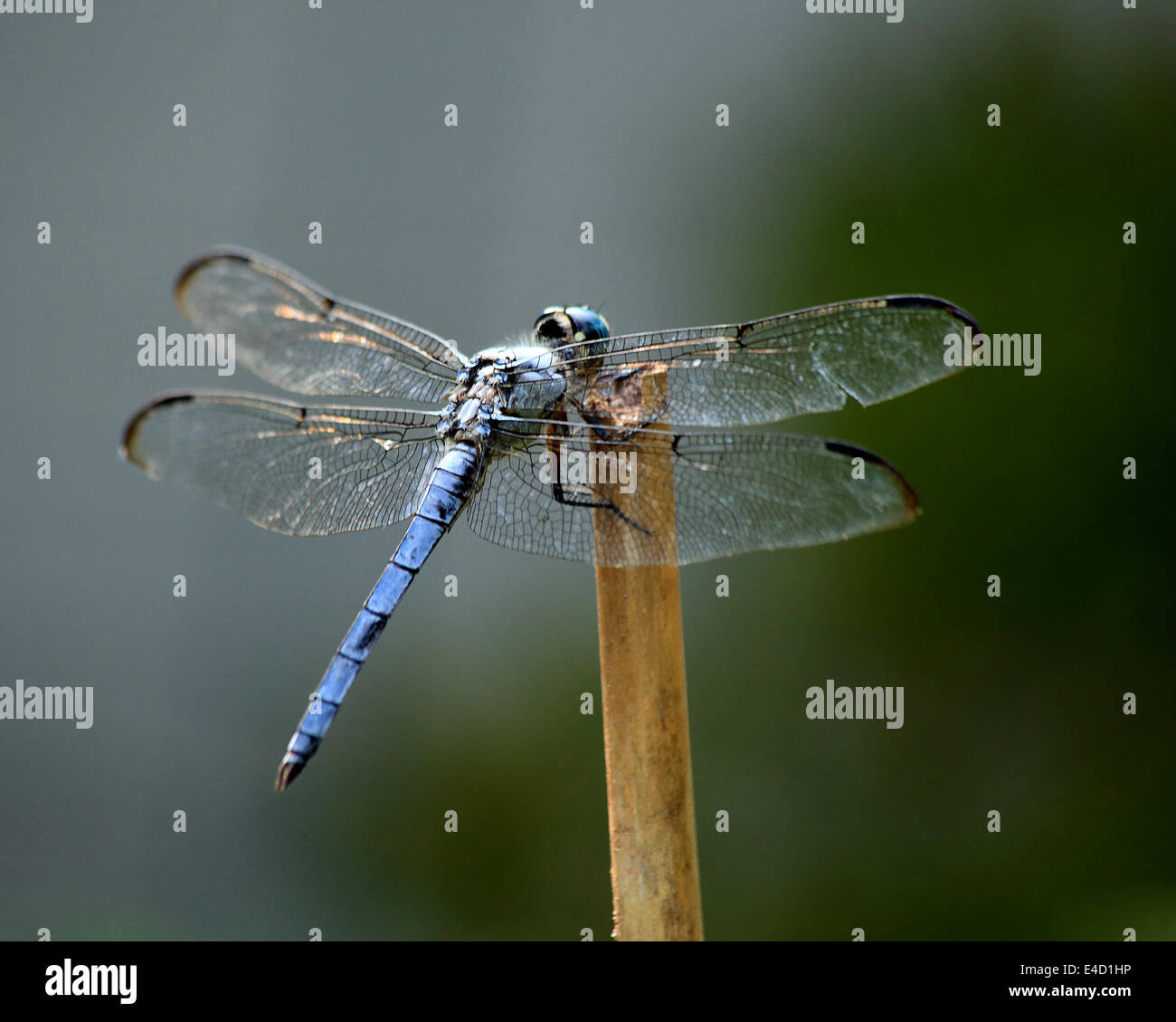 Dragonfly in Carolina del Sud Foto Stock