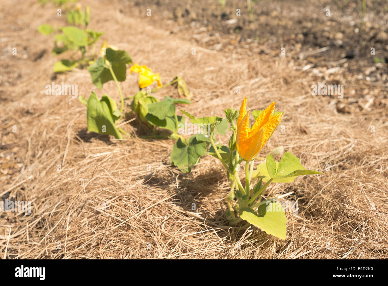 Squash e midollo spinale appena seminato organico fioritura di raccolto sulla paglia per tenere lontane le lumache limacce e invade le erbacce Foto Stock