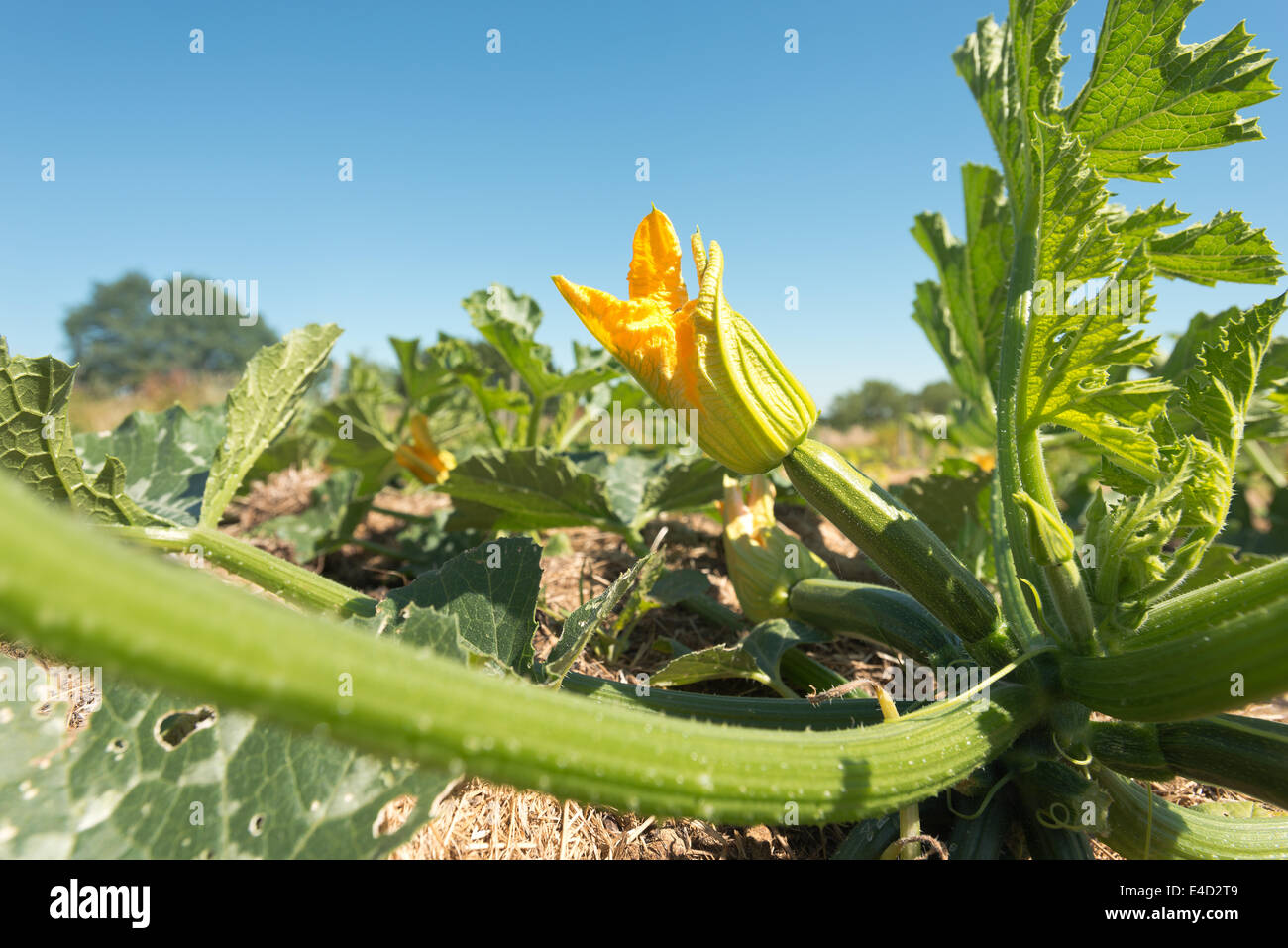 Squash zucchina midollo prodotto organico fioritura estiva maturazione del raccolto nascosto sotto una massa di foglie di protezione nel campo Foto Stock