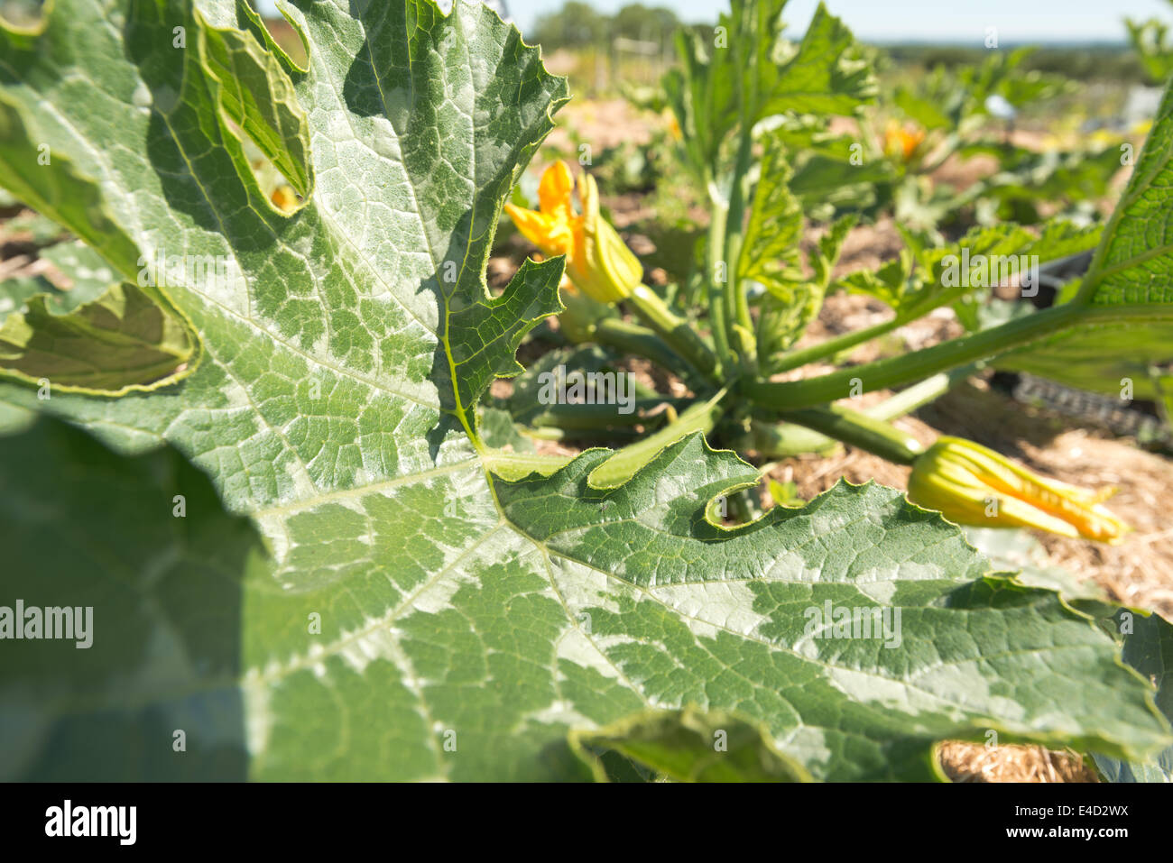Squash zucchina midollo prodotto organico fioritura estiva maturazione del raccolto nascosto sotto una massa di foglie di protezione nel campo Foto Stock