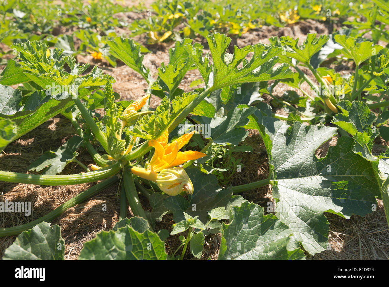 Squash zucchina midollo prodotto organico fioritura estiva maturazione del raccolto nascosto sotto una massa di foglie di protezione nel campo Foto Stock