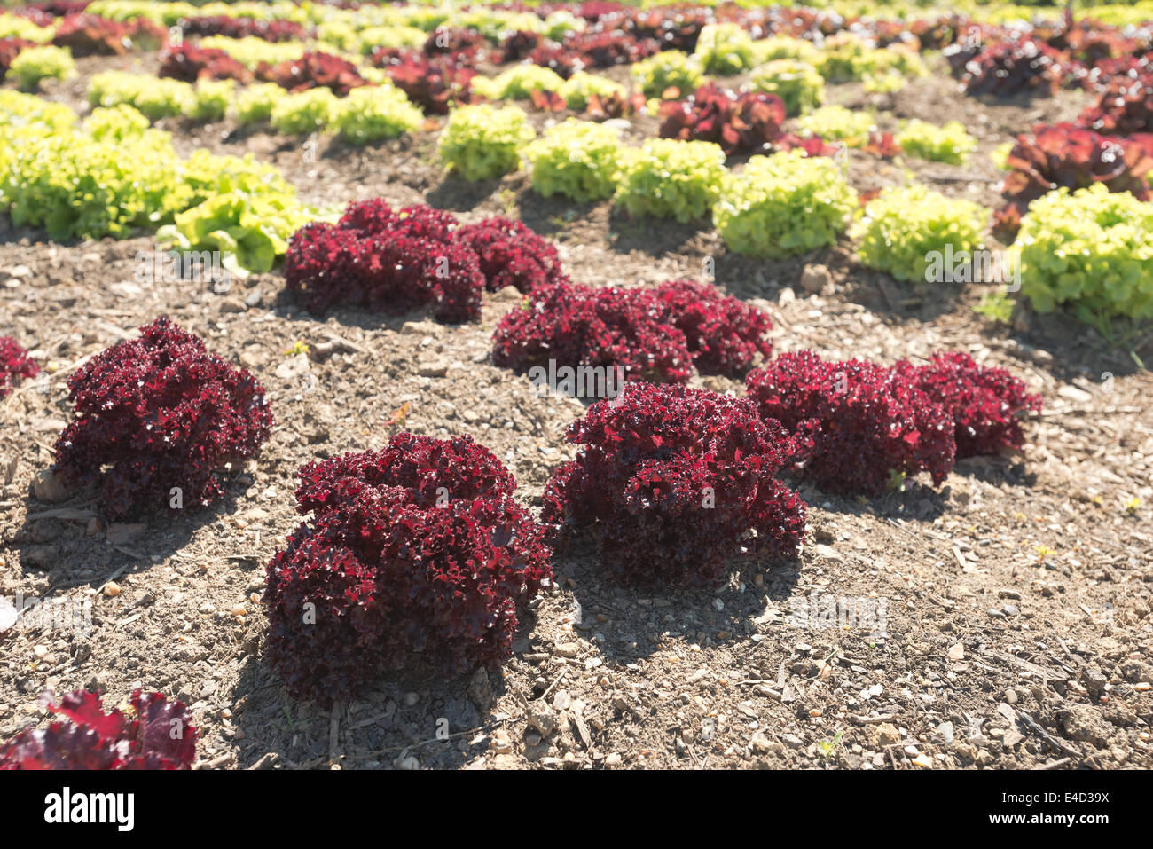 Righe di coltivazione biologica di lattuga iceberg, Lactuca spp, fonte di vitamine esp vit K che mostra il dettaglio di semina nel metodo di allevamento Foto Stock