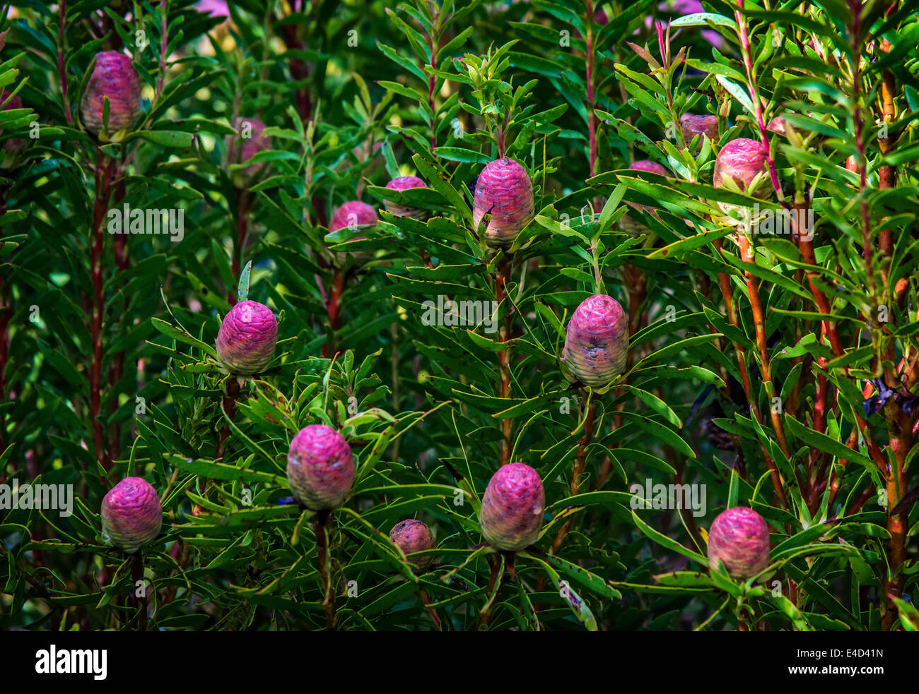 Protea o Sugarbush (Protea spp.), gemme, Western Cape, Sud Africa Foto Stock