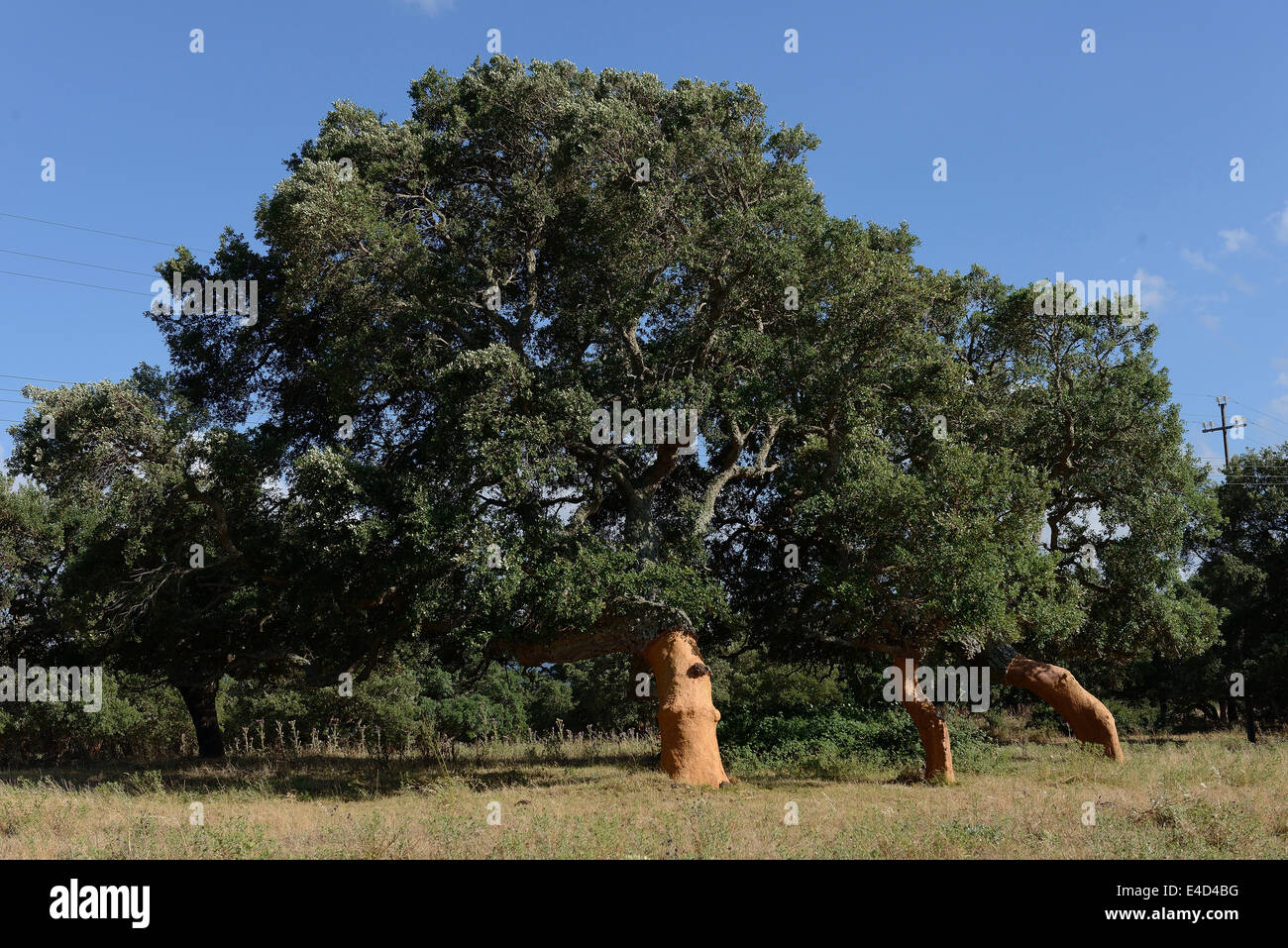 Appena sbucciata querce da sughero (Quercus suber), Aglientu, Sardegna, Italia Foto Stock