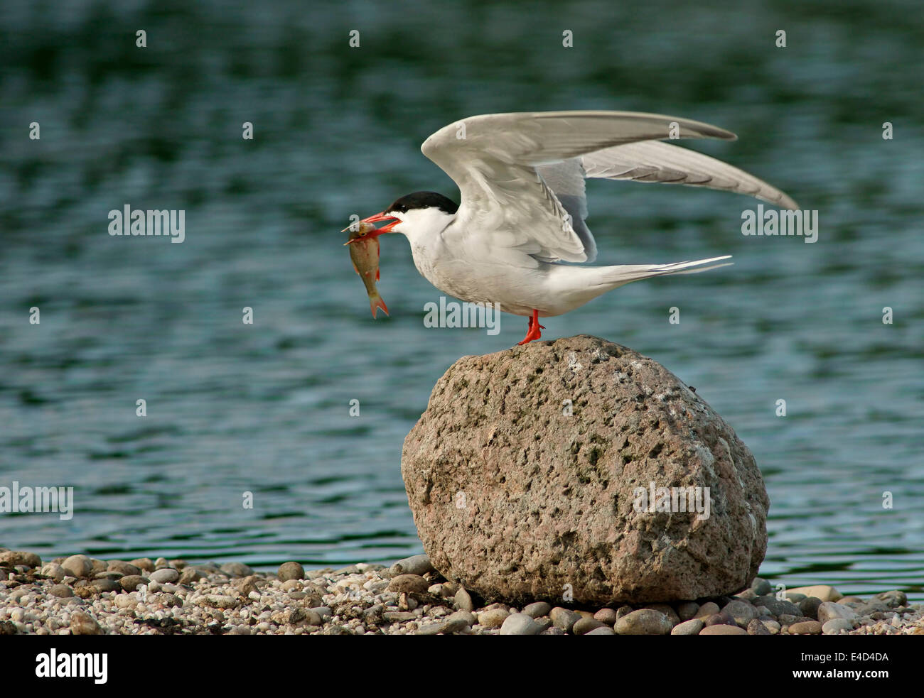 Tern comune (Sterna hirundo), Meclemburgo-Pomerania, Germania Foto Stock