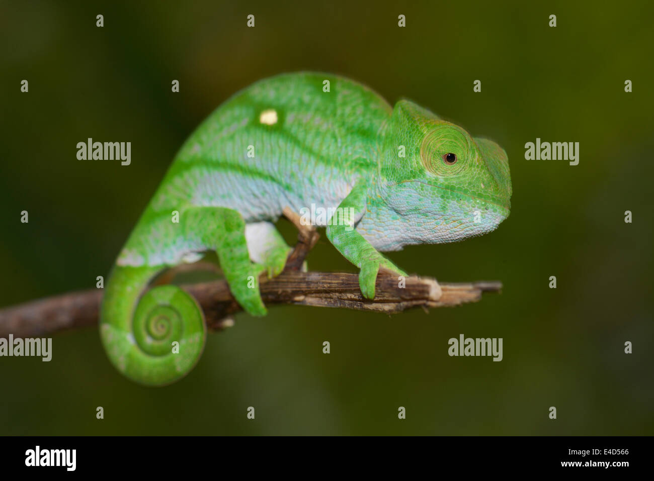 Parson's Chameleon (Calumma parsonii), giovane, Marojejy, Sambava, Madagascar Foto Stock