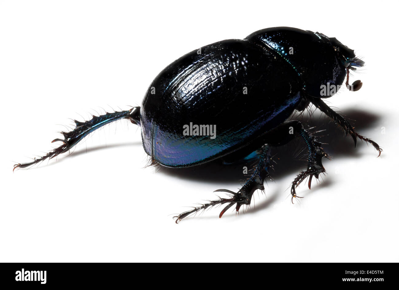 Viola o blu sterco di foresta beetle su sfondo bianco Foto Stock