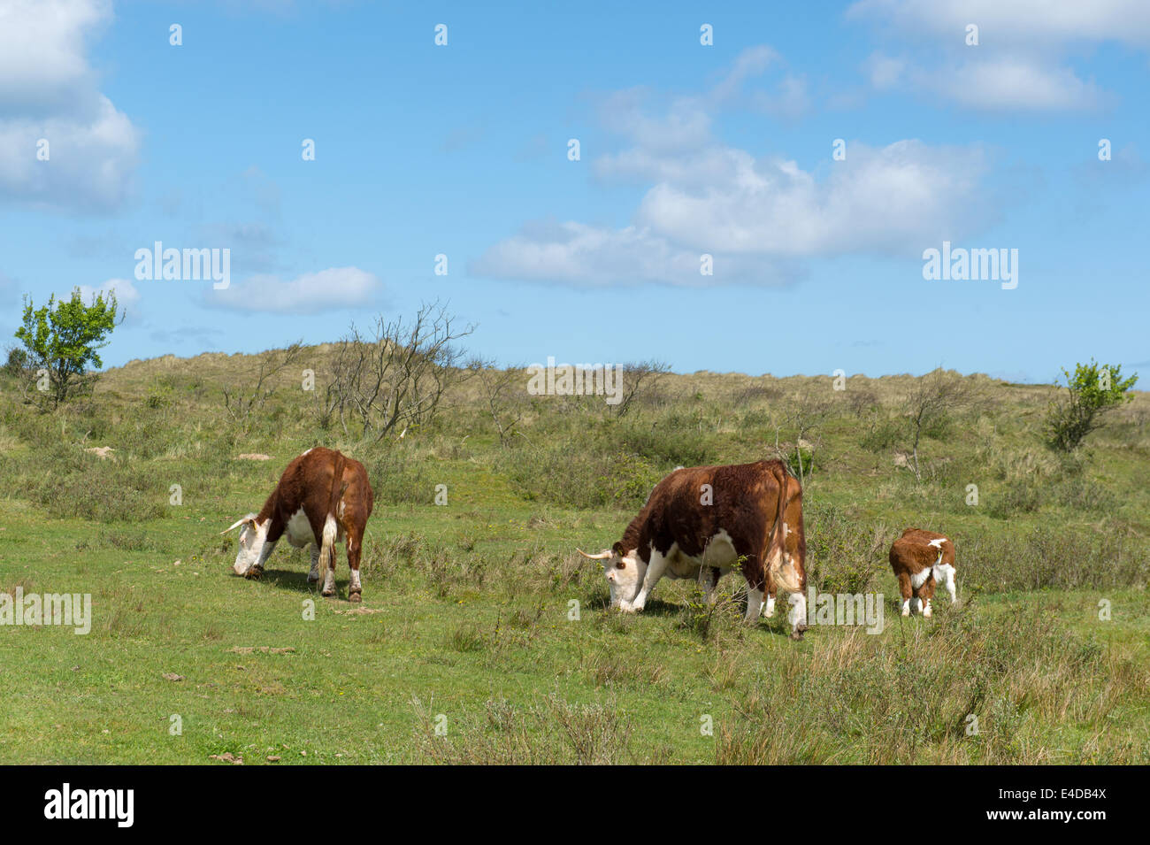 Il pascolo Hereford vacche su olandese isola di wadden Terschelling Foto Stock