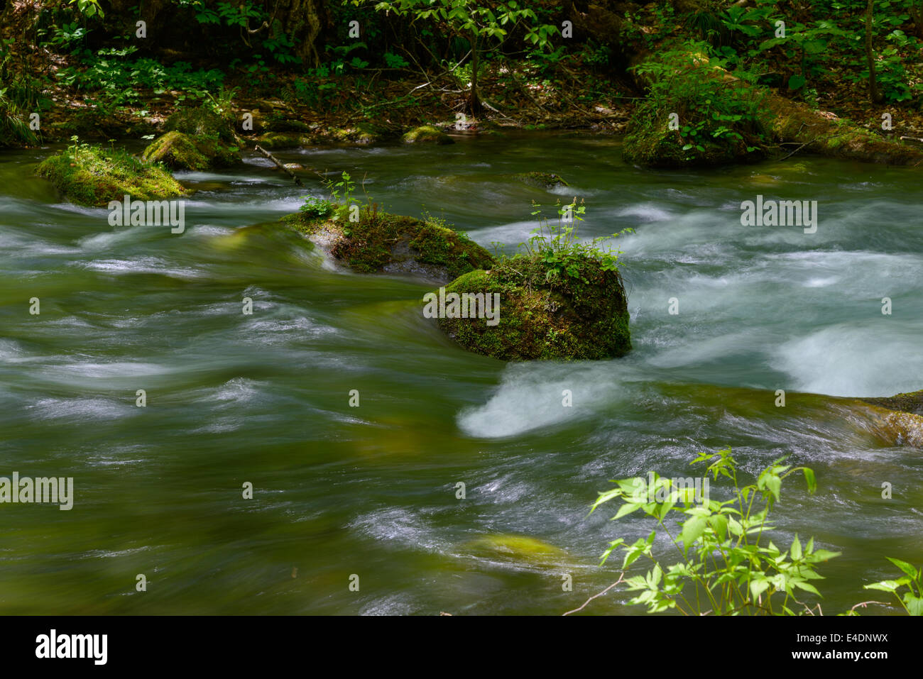 Oirase gorge nel fresco verde, Aomori, Giappone Foto Stock