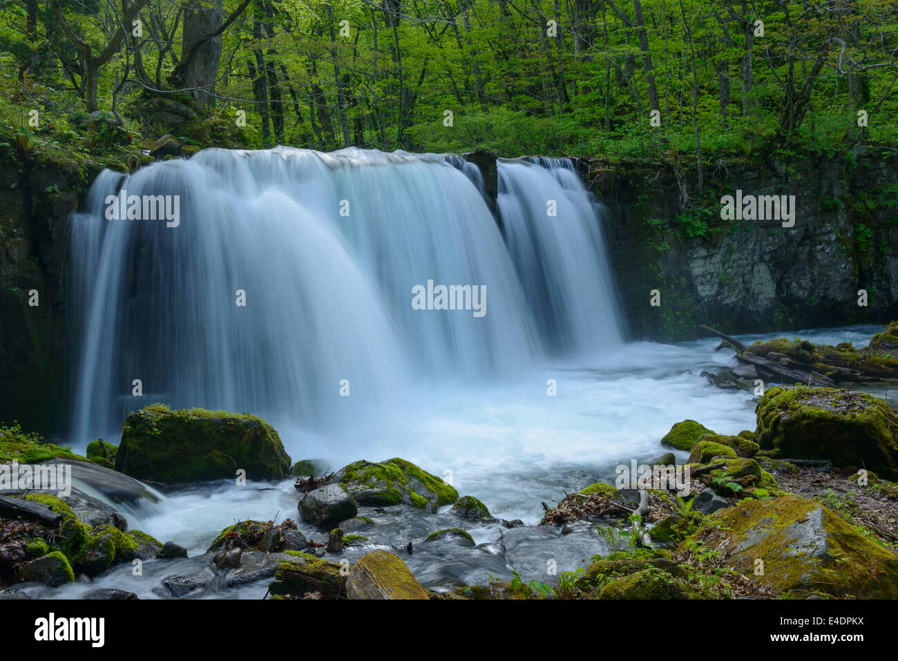 Oirase gorge nel fresco verde, Aomori, Giappone Foto Stock