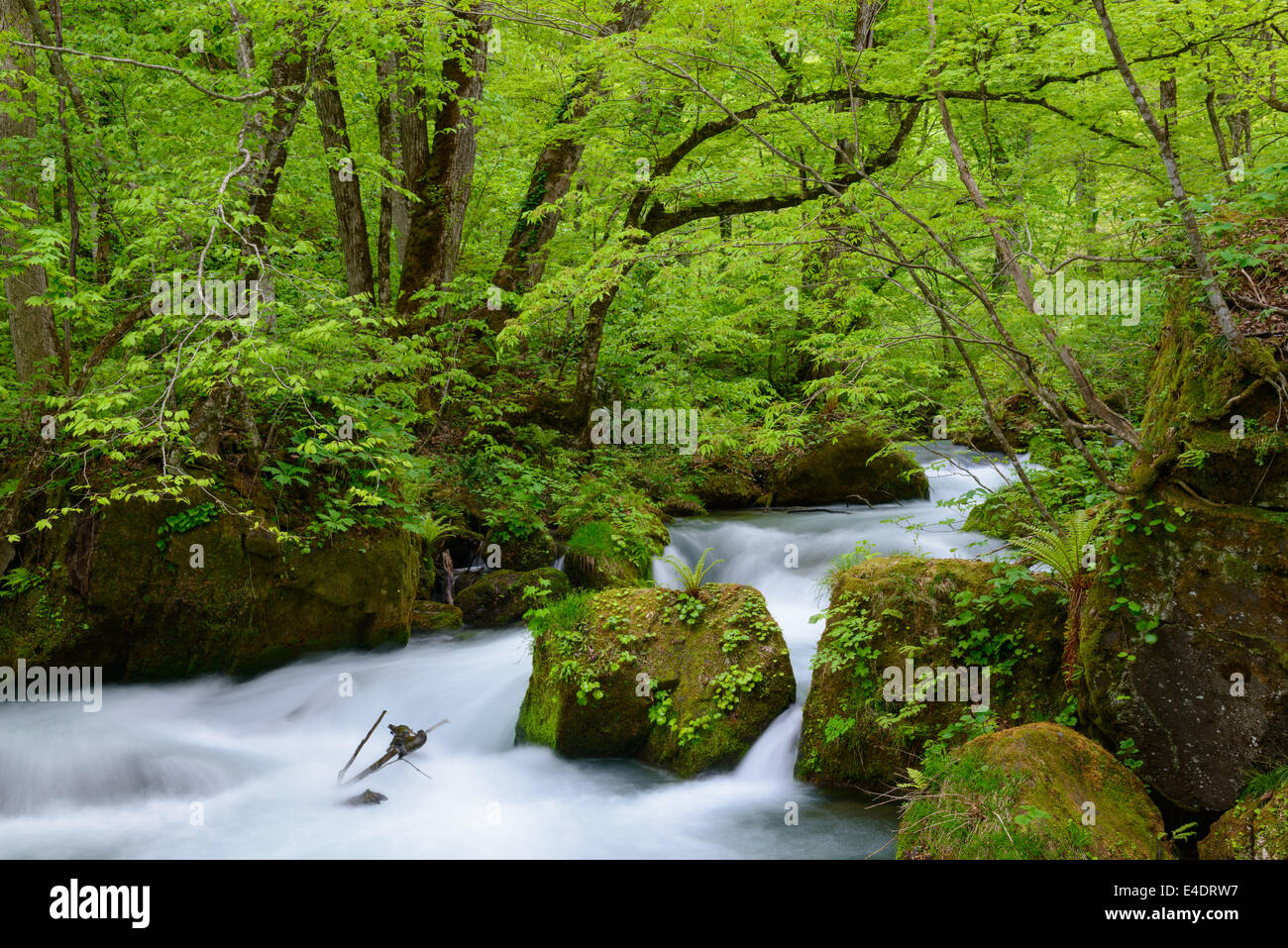 Oirase gorge nel fresco verde, Aomori, Giappone Foto Stock