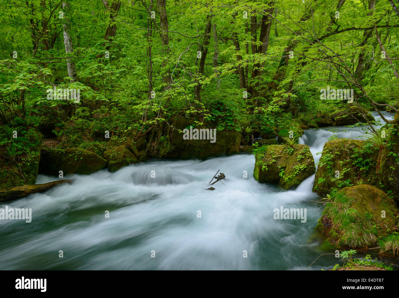 Oirase gorge nel fresco verde, Aomori, Giappone Foto Stock