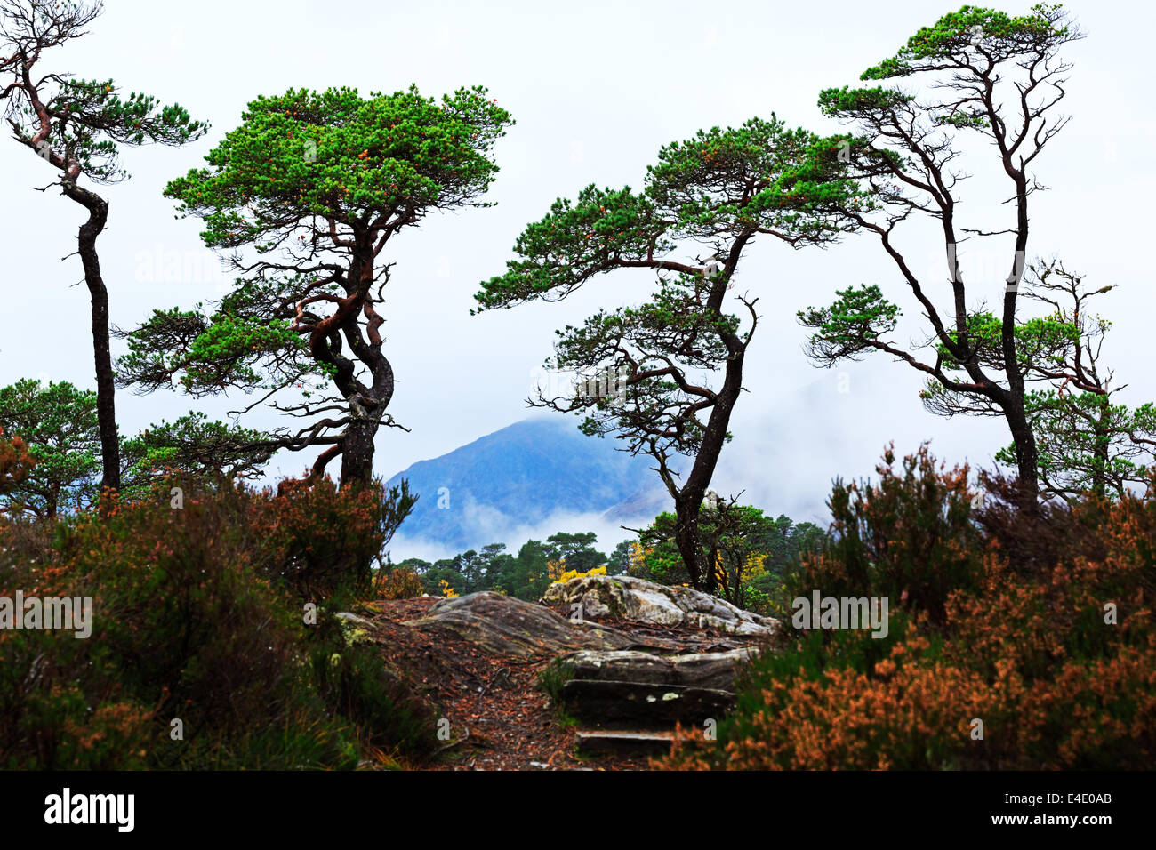 Glen Affric, ritorto pini sopra il fiume Affric Trail Foto Stock