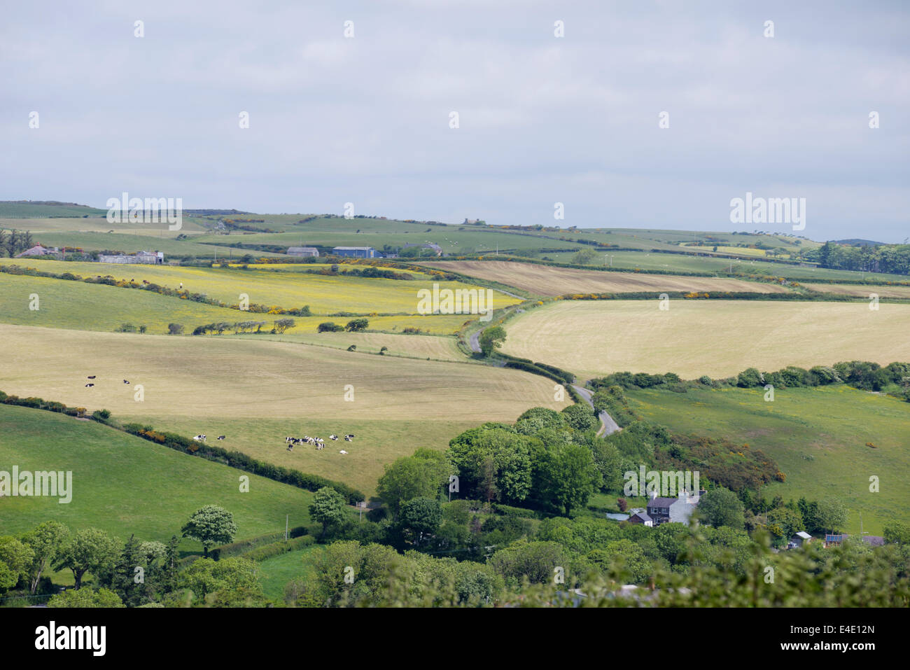 Il paesaggio agricolo in West Wales, Regno Unito. Prati per il pascolo e di fieno o insilato di produzione. Foto Stock