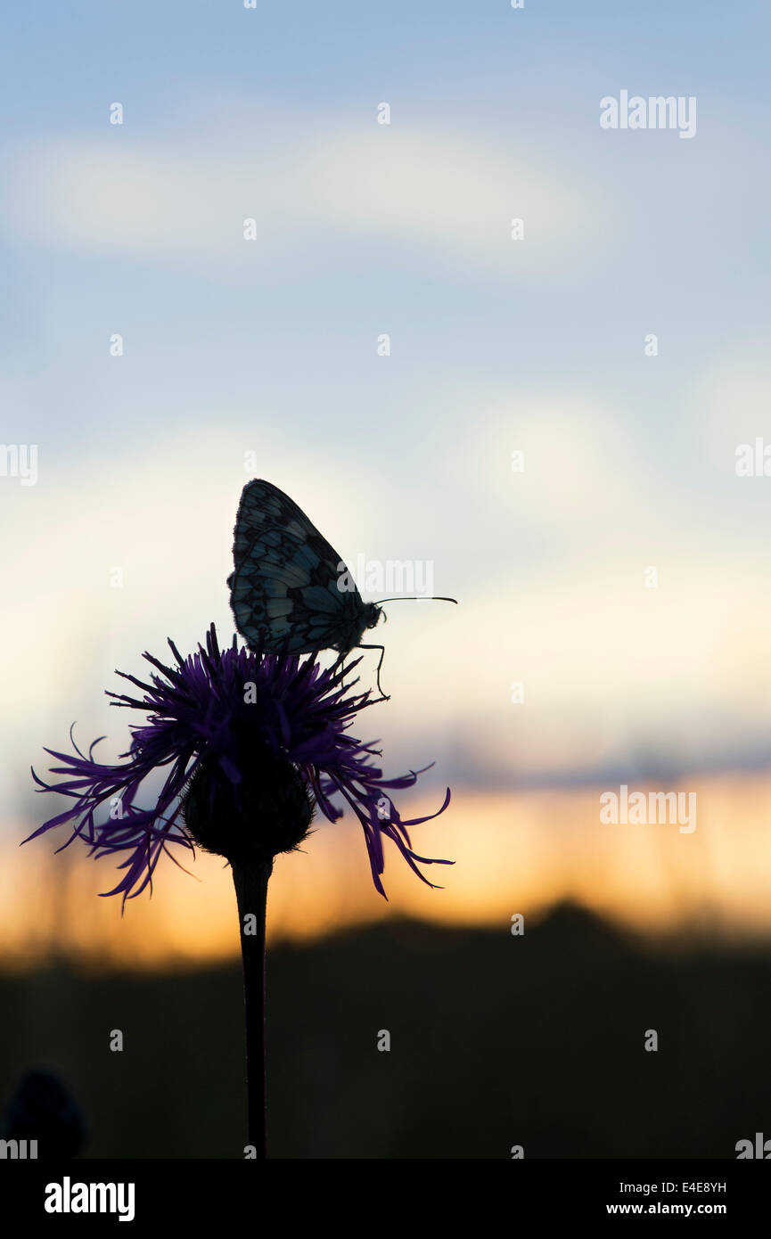 In marmo farfalla bianca su una centaurea fiore nella campagna inglese a sunrise. Silhouette Foto Stock