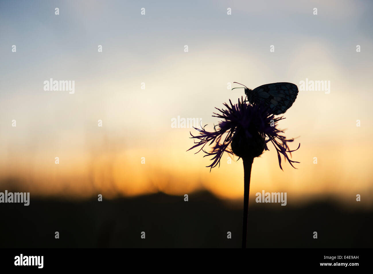 In marmo farfalla bianca su una centaurea fiore nella campagna inglese a sunrise. Silhouette Foto Stock