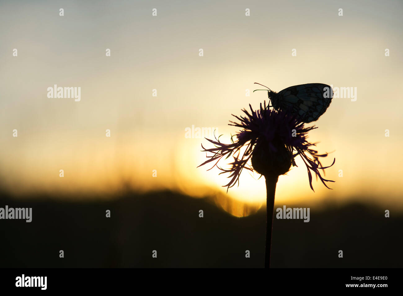 In marmo farfalla bianca su una centaurea fiore nella campagna inglese a sunrise. Silhouette Foto Stock