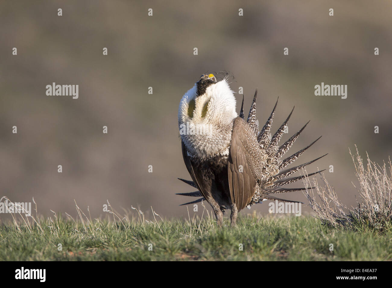 Buffalo, Wyoming negli Stati Uniti. Il 1 maggio, 2014. Un maschio di Sage grouse esegue una danza di accoppiamento vicino a Buffalo, Wyoming. L'uccello nativo possono essere elencati come una specie in via di estinzione nel 2015, ed è al centro di un crescente dibattito in Washington, DC in materia di sviluppo energetico e terra i diritti di utilizzo in undici Stati occidentali. © Keith R. Crowley/ZUMA filo/Alamy Live News Foto Stock