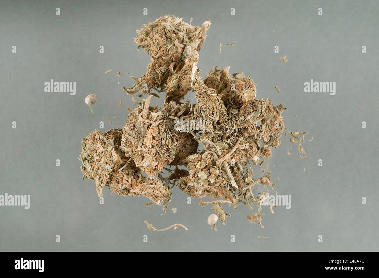 Immagine di marijuana sequestrati dagli Stati Uniti la Drug Enforcement Administration (DEA). Foto Stock