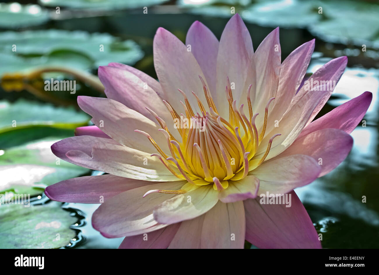 Fiore di loto sull'acqua immagini e fotografie stock ad alta risoluzione -  Alamy