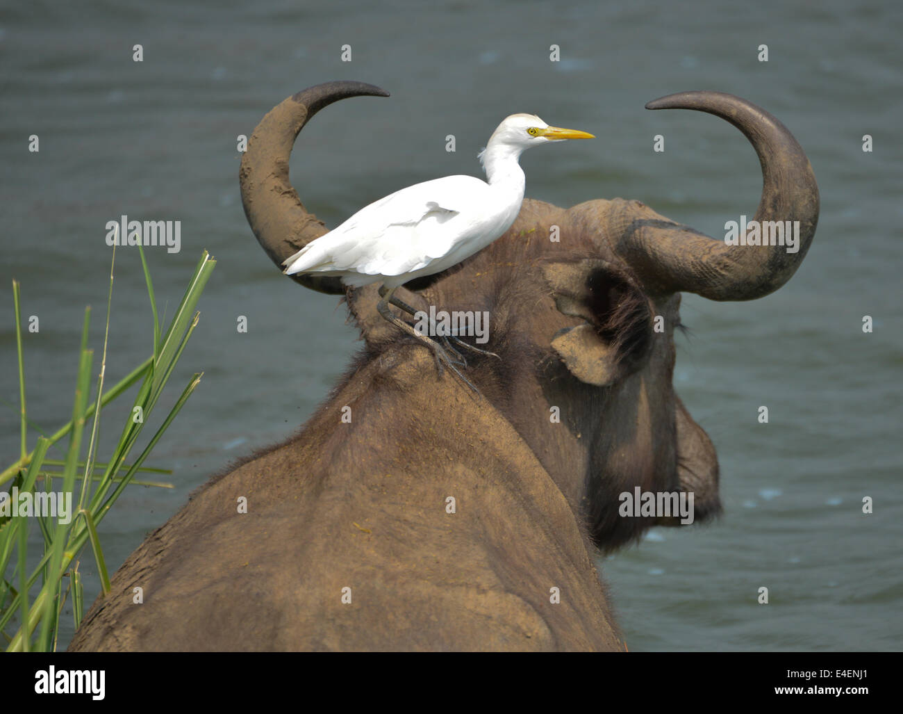 Un bufalo con una garzetta sulla sua schiena nel fiume presso la Queen Elizabeth National Park in Uganda, Africa Foto Stock