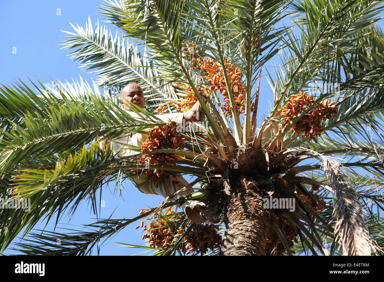 Un lavoratore arrampicata su un albero di palma a una data di piantagione di palme in un oasi in Tozeur, Tunisia. Foto Stock