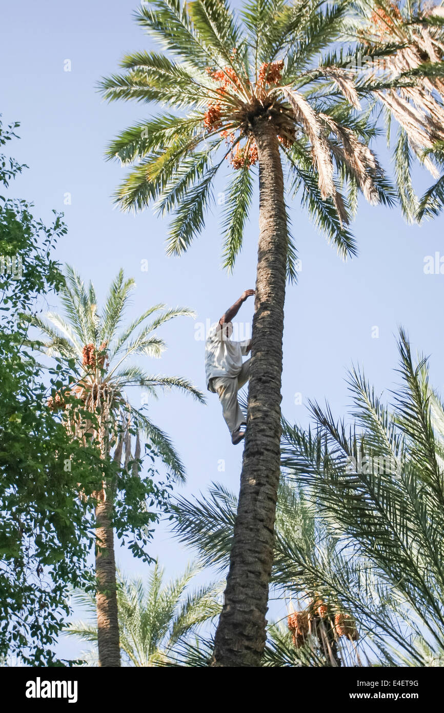 Un lavoratore arrampicata su un albero di palma a una data di piantagione di palme in un oasi in Tozeur, Tunisia. Foto Stock