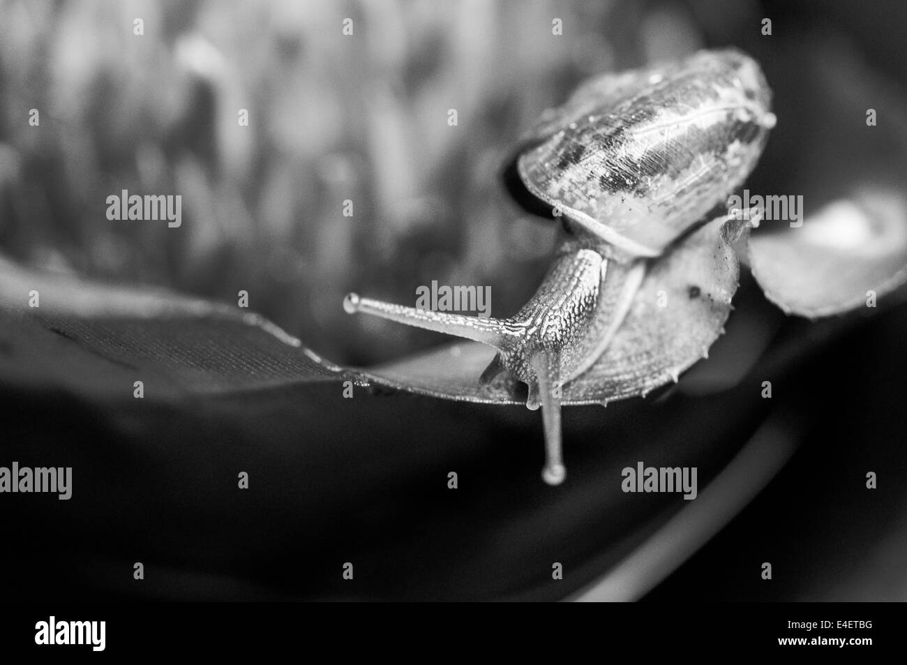 Macro monocromatica colpo di una lumaca su una pianta esotica Foto Stock