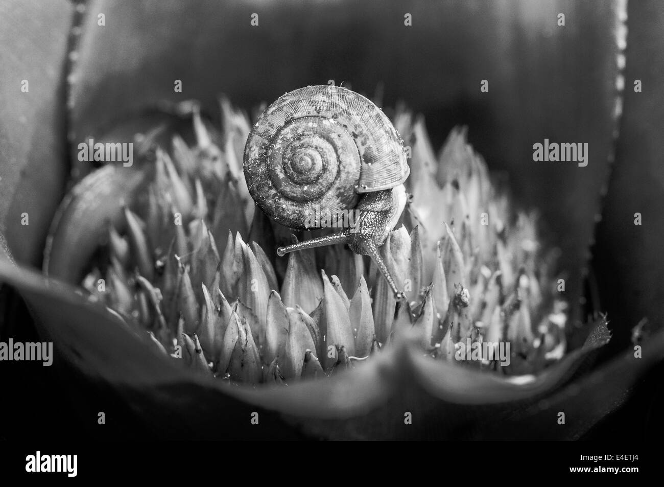 Macro monocromatica colpo di una lumaca su una pianta esotica Foto Stock