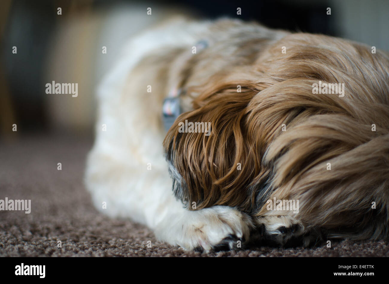 Cane di sonno Foto Stock