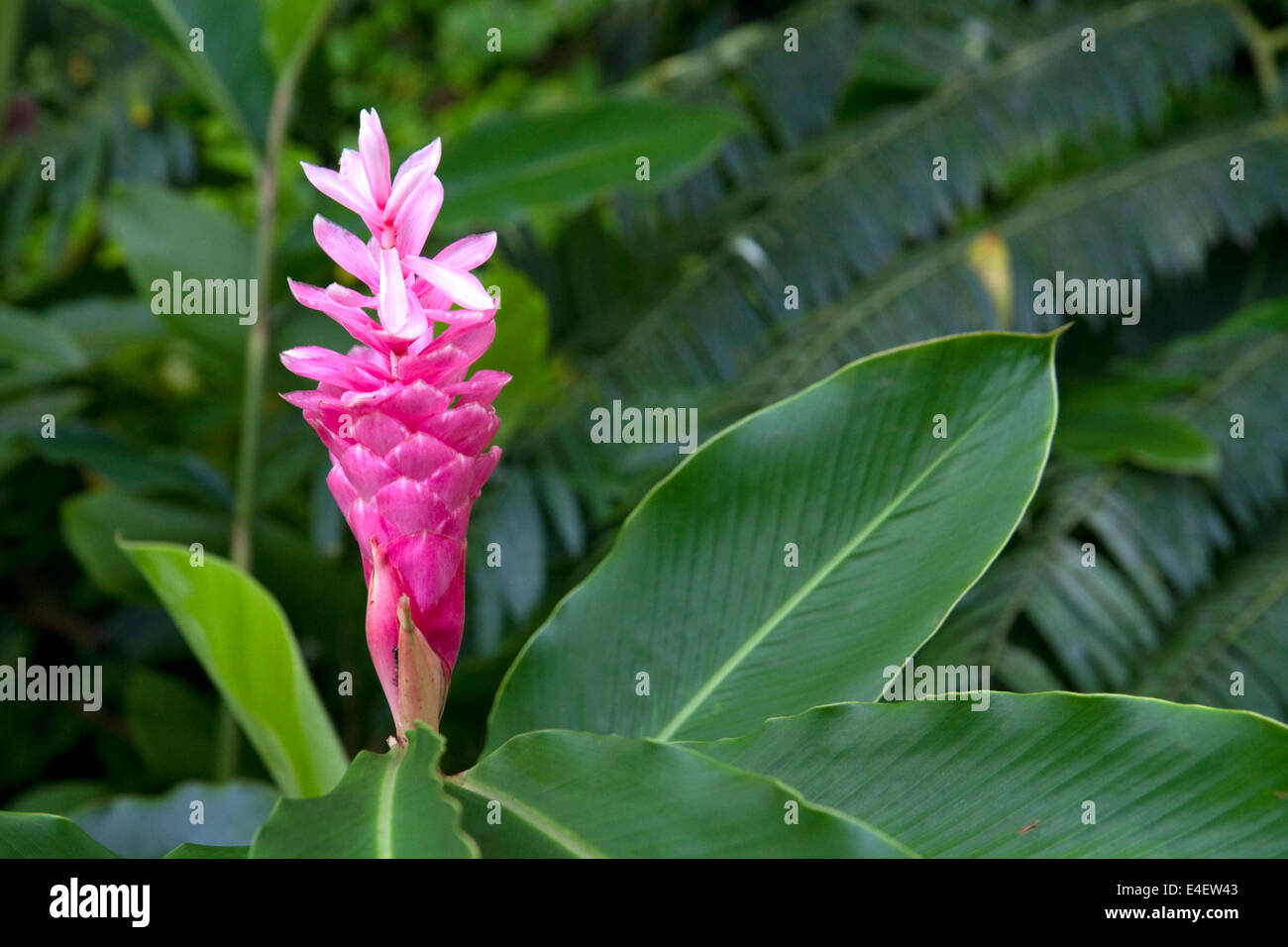 Ginger flower immagini e fotografie stock ad alta risoluzione - Alamy