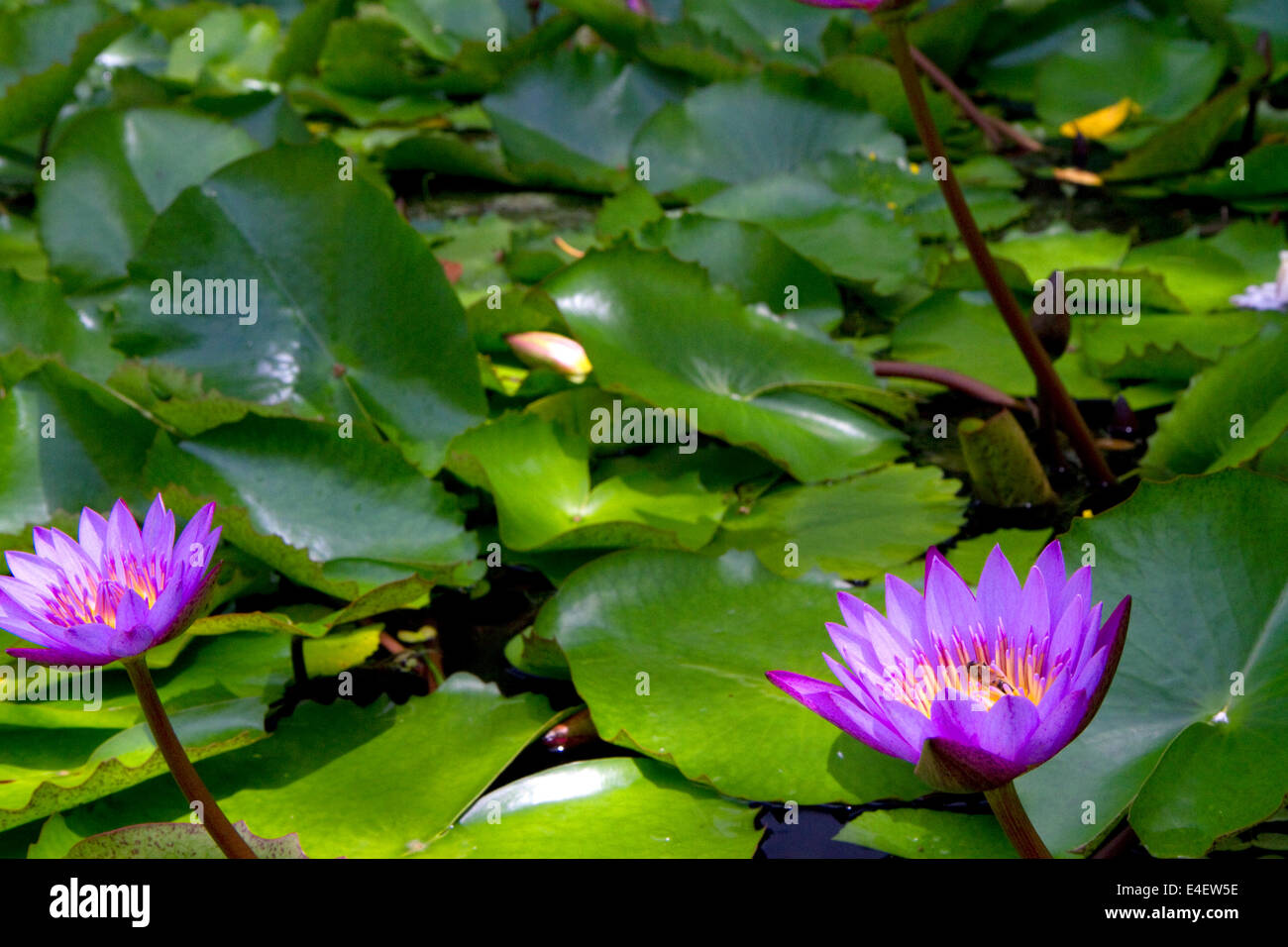 Nymphaea nouchali, star lotus giglio di acqua sull'isola di Tahiti, Polinesia francese. Foto Stock