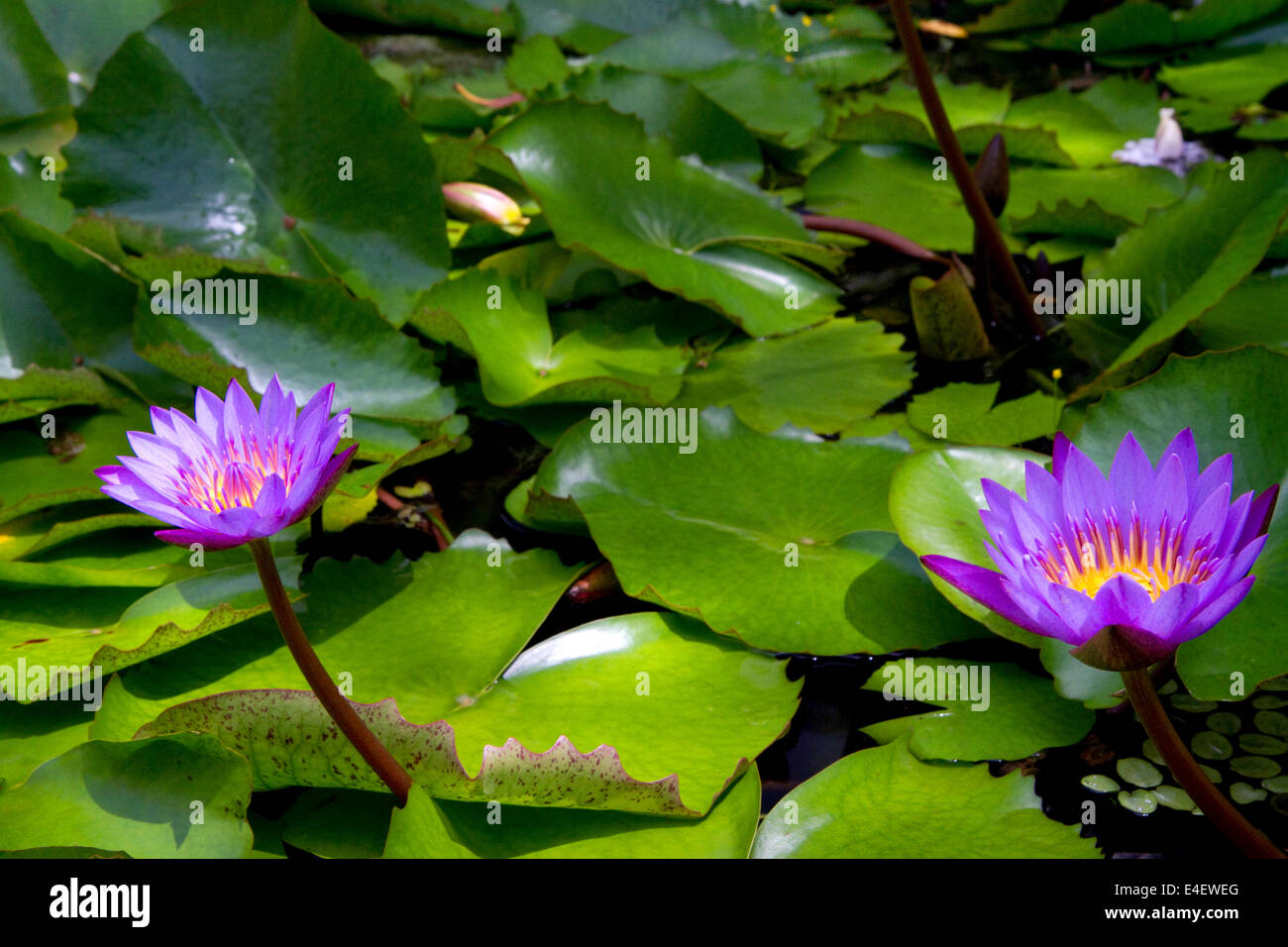 Nymphaea nouchali, star lotus giglio di acqua sull'isola di Tahiti, Polinesia francese. Foto Stock