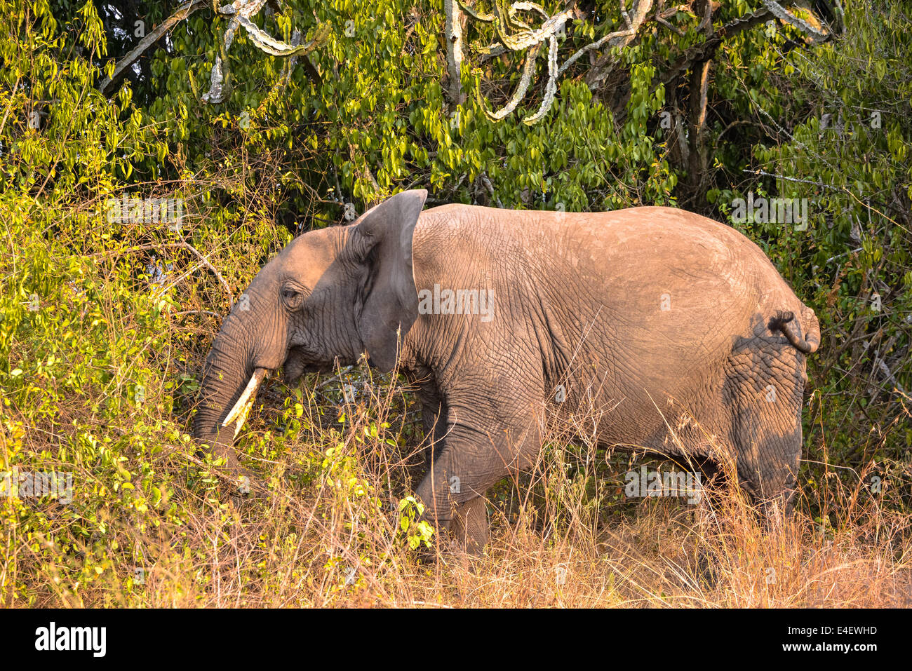 Elefante in Queen Elizabeth National Park, Uganda, Africa Foto Stock