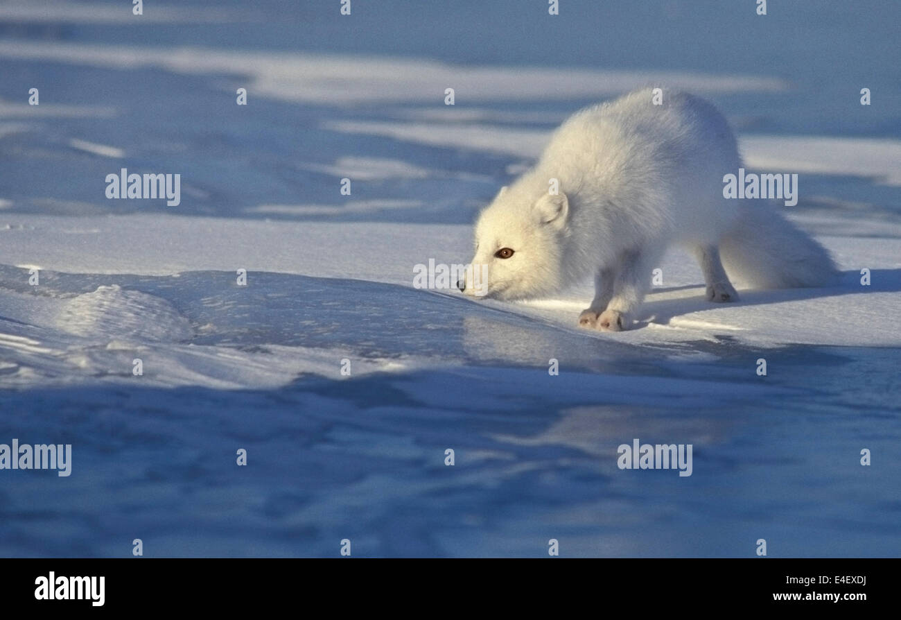 Arctic Fox (Alopex lagopus) in bianco invernale pelage, Cape Churchill, la Baia di Hudson, Manitoba, Canada. Foto Stock