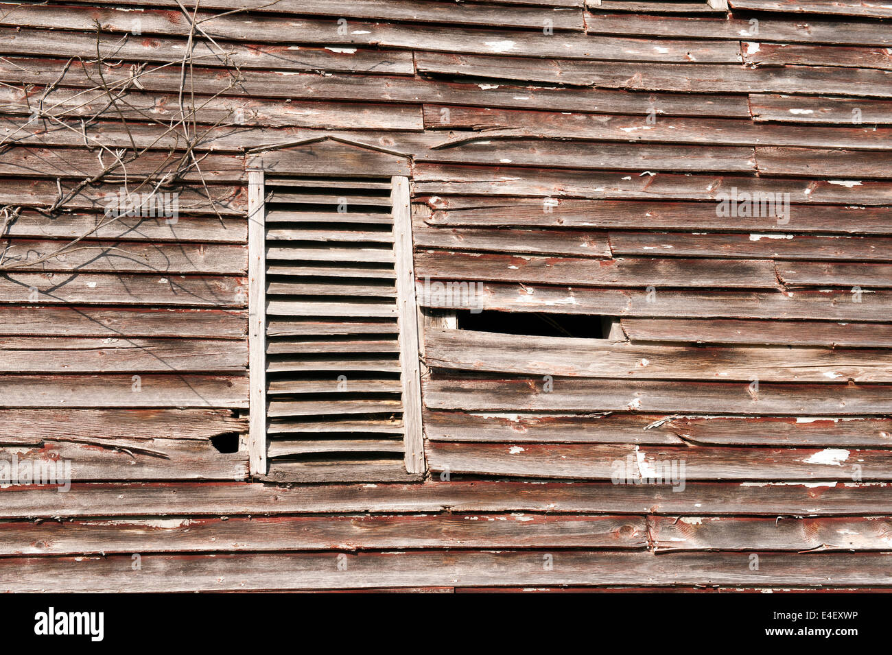 Weathered vecchio granaio in legno con parete di vetro frantumato e morto ramo dell'albero. Foto Stock