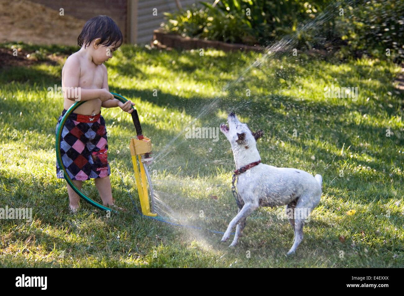 Il Toddler e Jack Russell Terrier giocando con sprinkler acqua sul prato Foto Stock