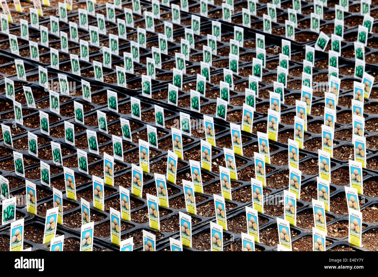Righe di piantine in attesa di germinazione in un vivaio commerciale Foto Stock