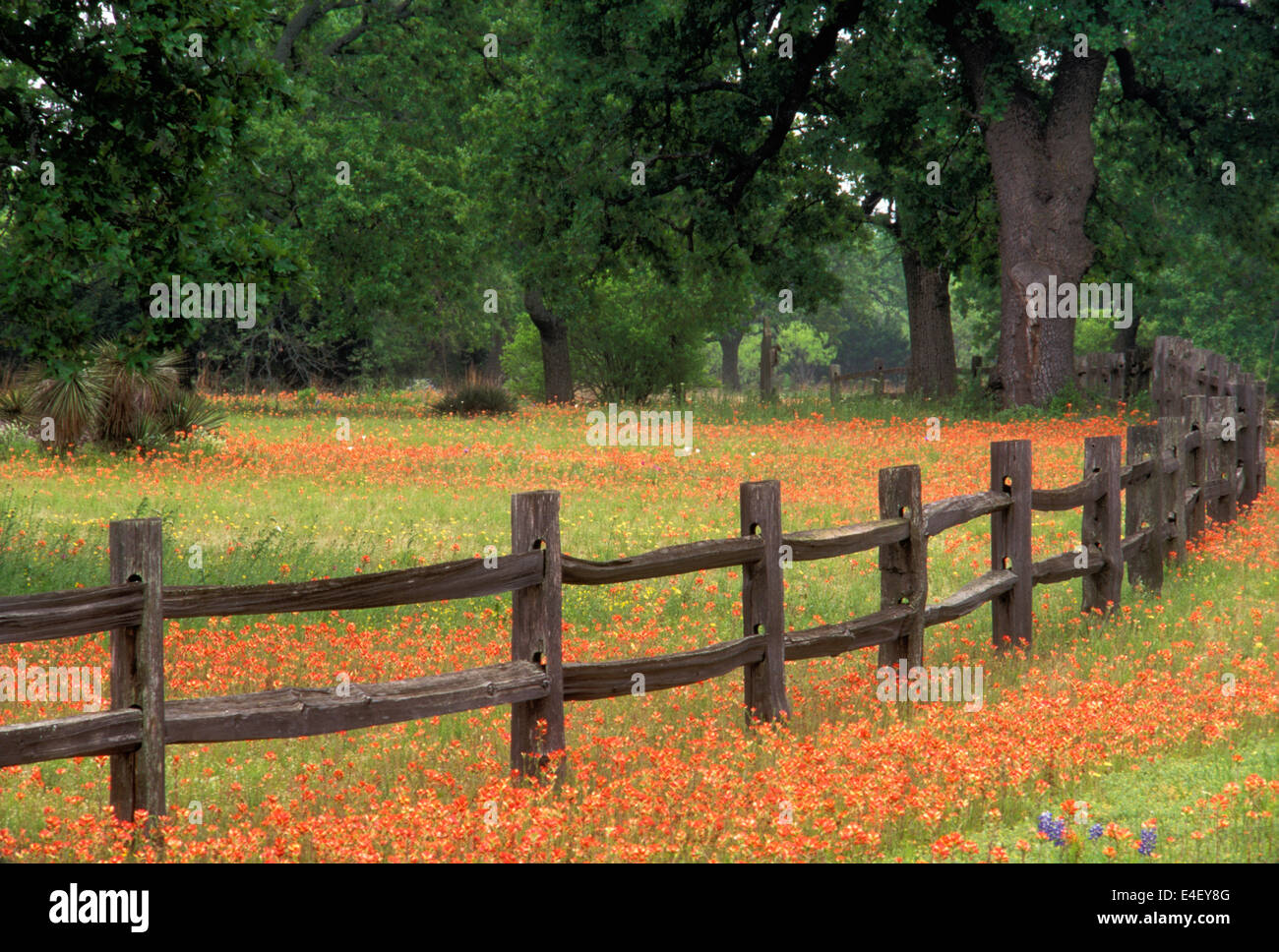 Indian Paintbrush e Recinzione rustico nel Paese delle Colline del Texas Foto Stock