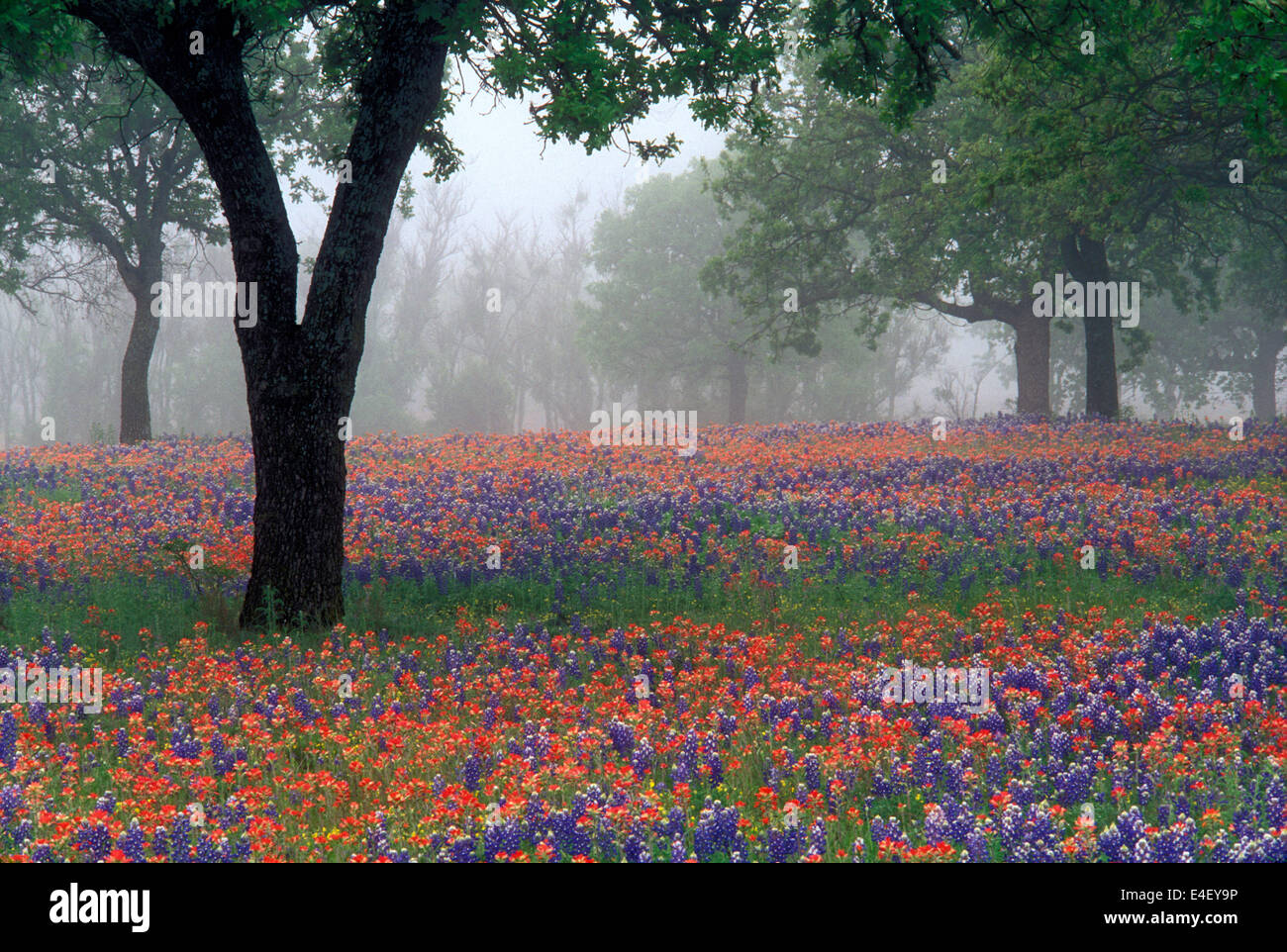 Indian Paintbrush e Bluebonnets nel Paese delle Colline del Texas Foto Stock