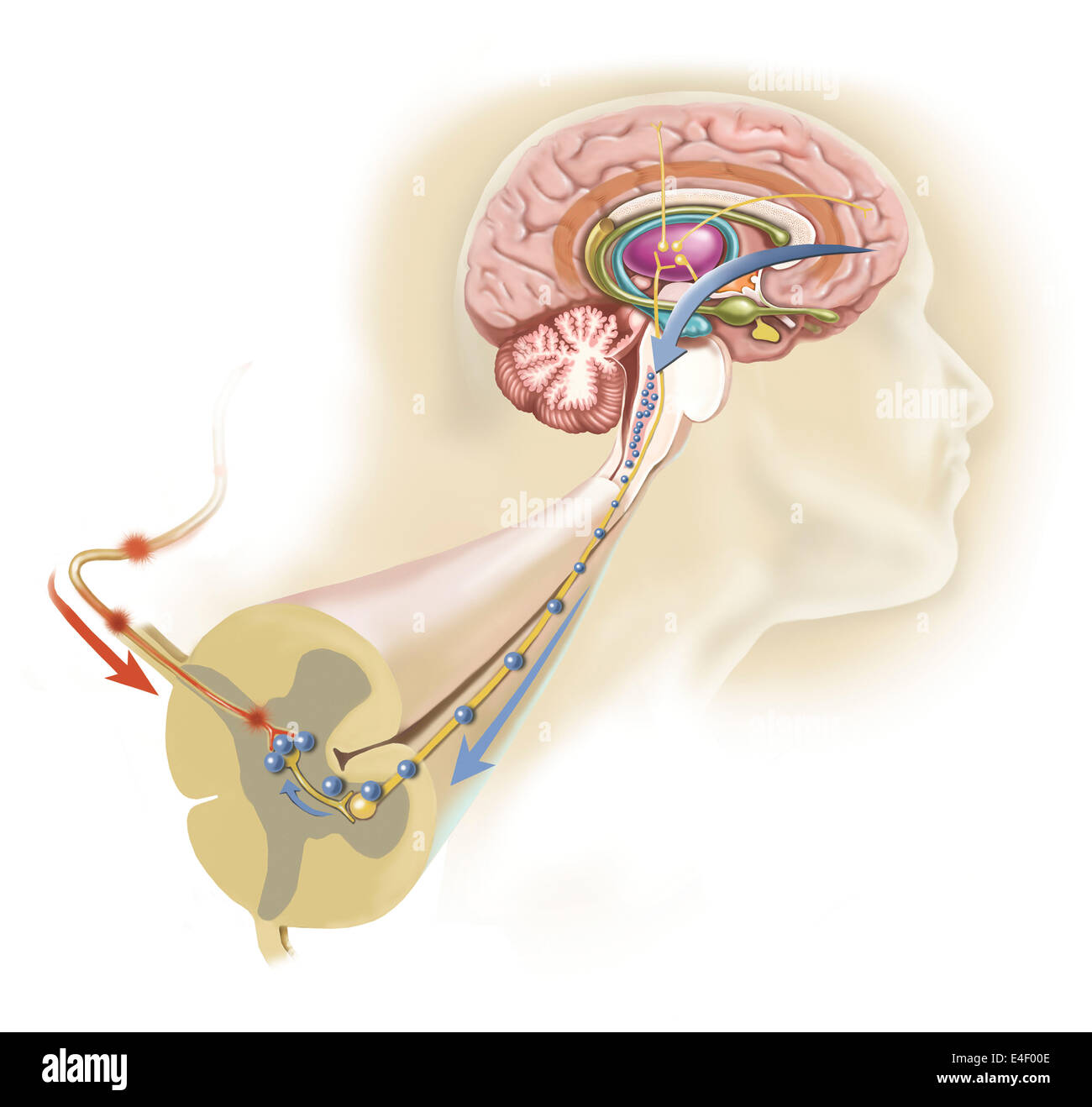 La serotonina rilasciata nel cervello viaggia verso il midollo spinale per chiudere i cancelli il dolore e il dolore di blocco dei messaggi. Foto Stock
