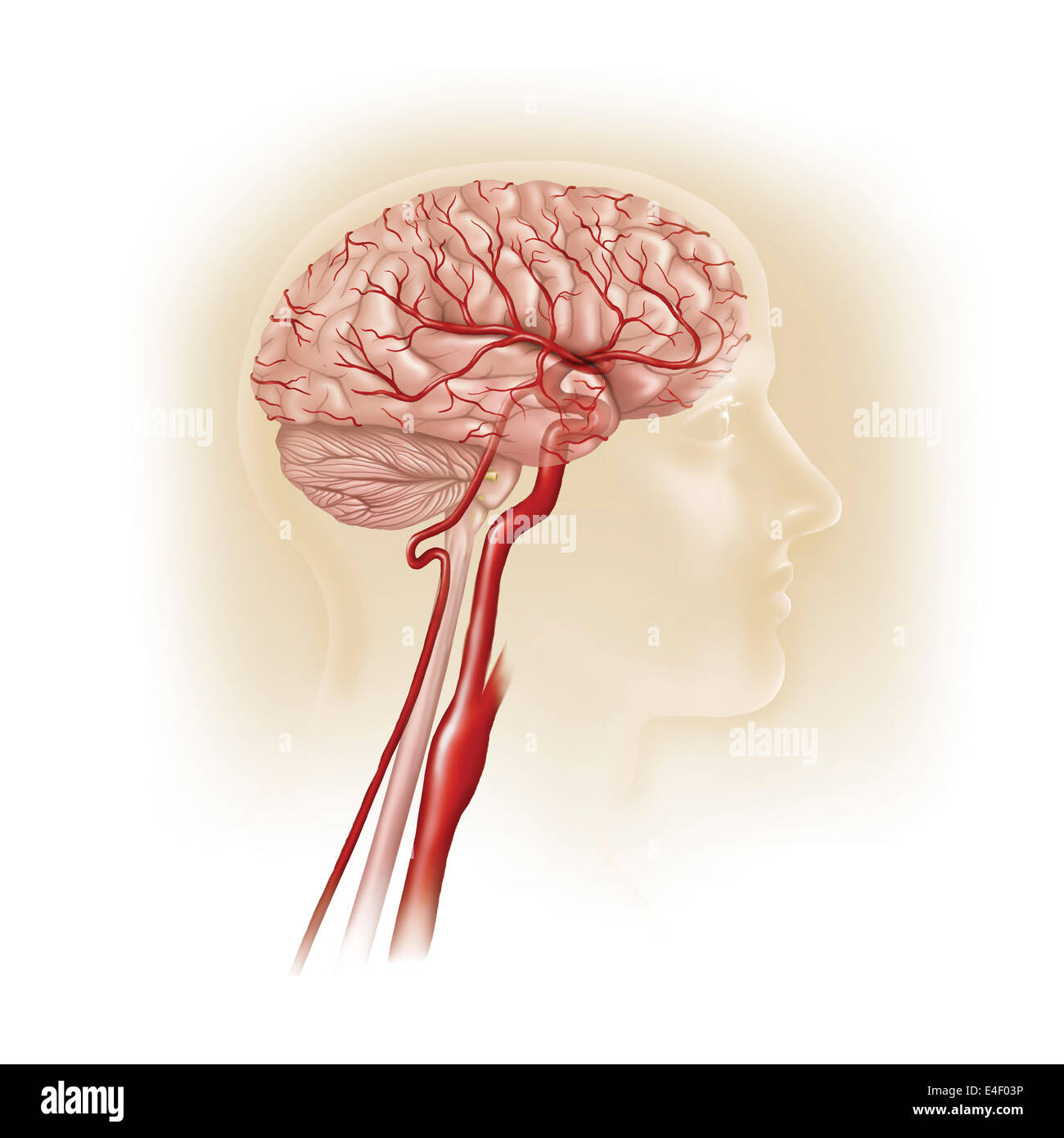 Vista laterale del cervello umano che mostra carotide interna. Foto Stock