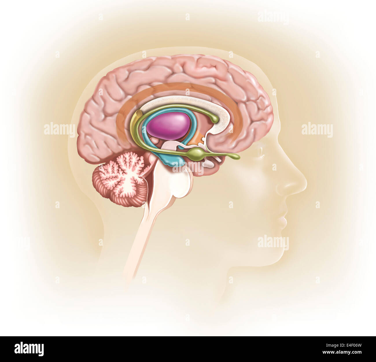 Vista sagittale del cervello umano che mostra il sistema limbico. Foto Stock