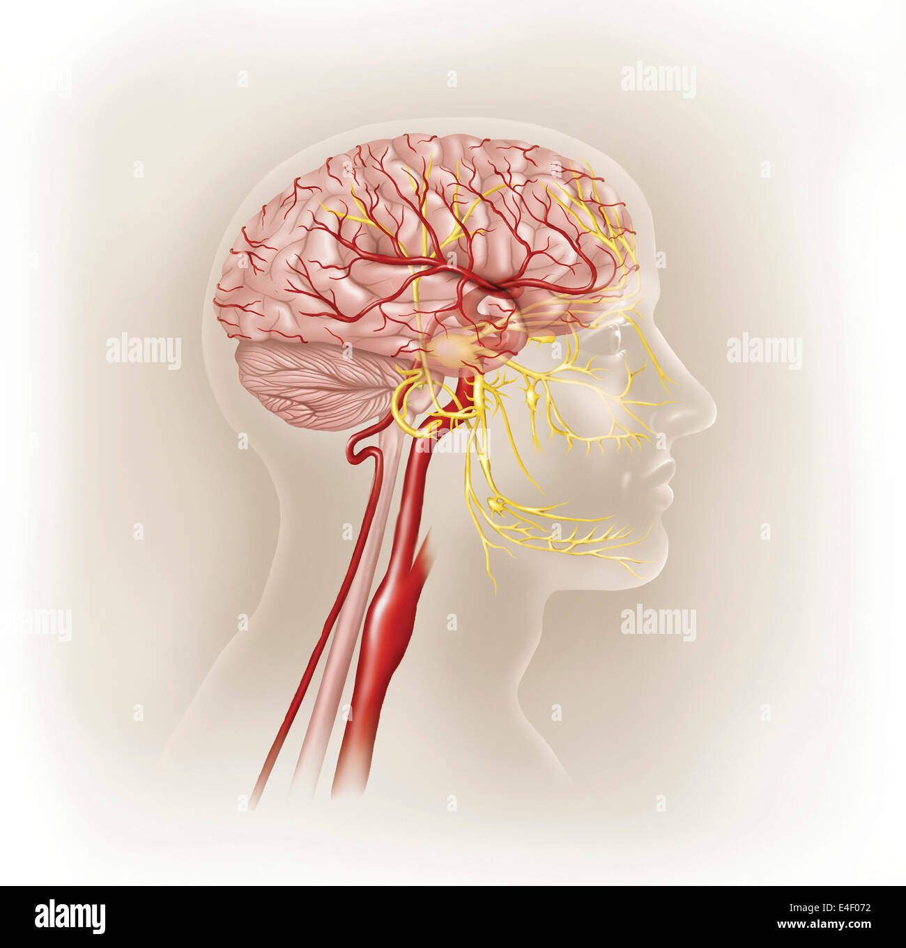 Dettaglio delle arterie della testa umana e del trigemino. Foto Stock