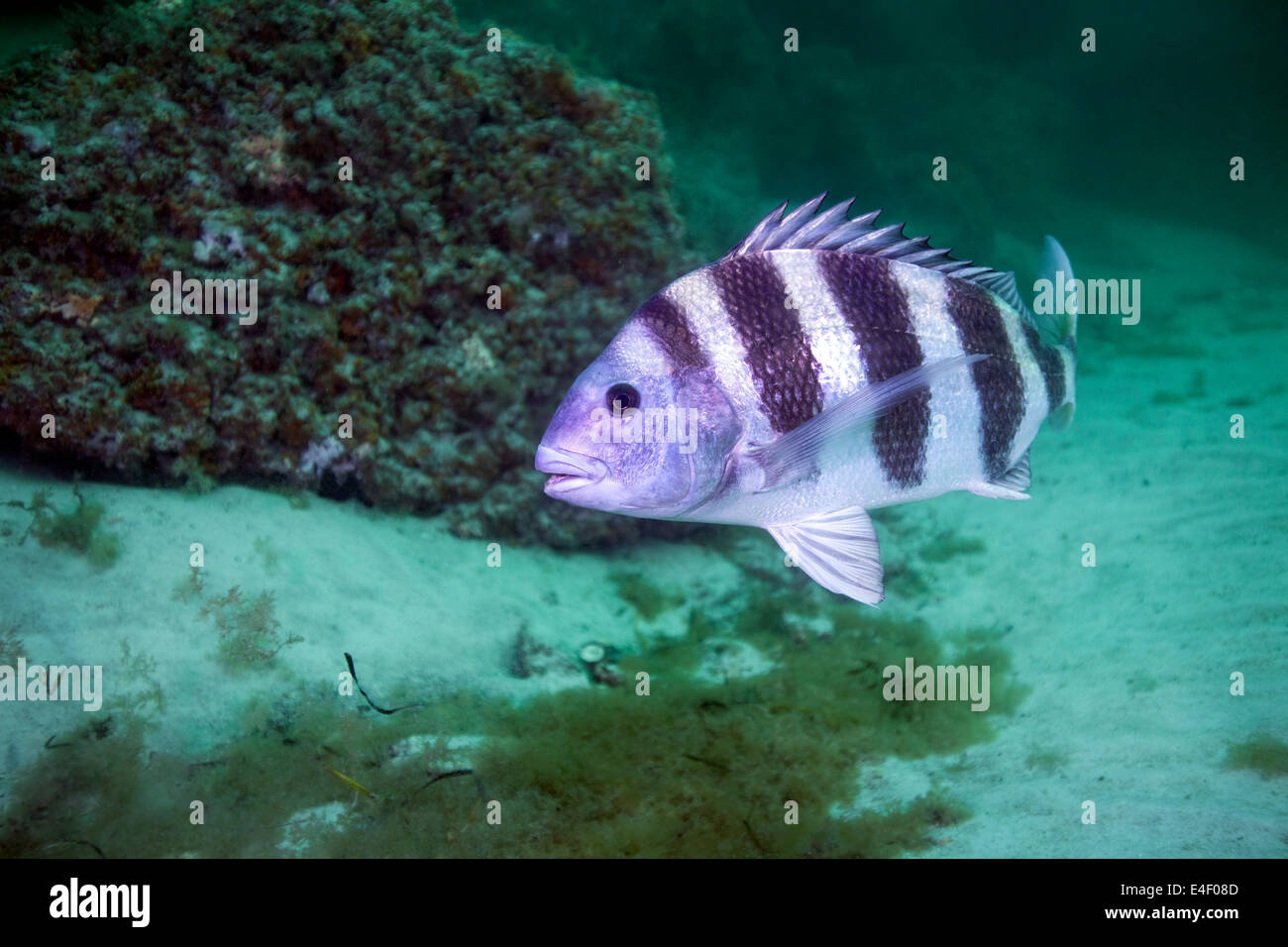 Un grande Sheepshead (Archosargus probatocephalus), crociera sul fondo della roccia jetty circa 60 piedi profondo nel canale di San Foto Stock