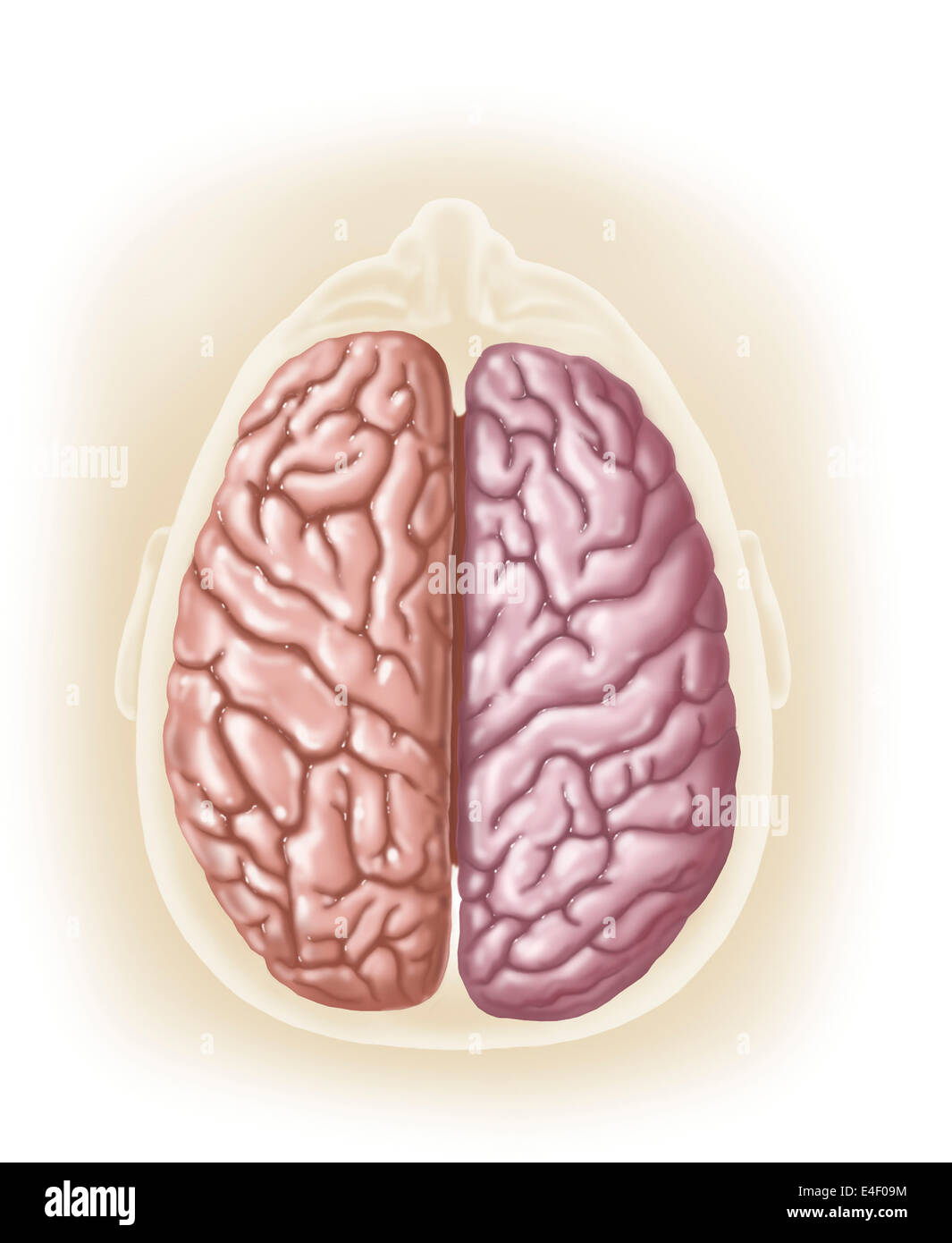 Vista della parte superiore della testa umana che mostra gli emisferi del cervello umano. Foto Stock